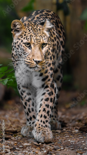 Portrait of Persian leopard in zoo