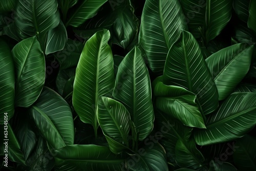 abstract tropical leaves texture, nature background, tropical leaf