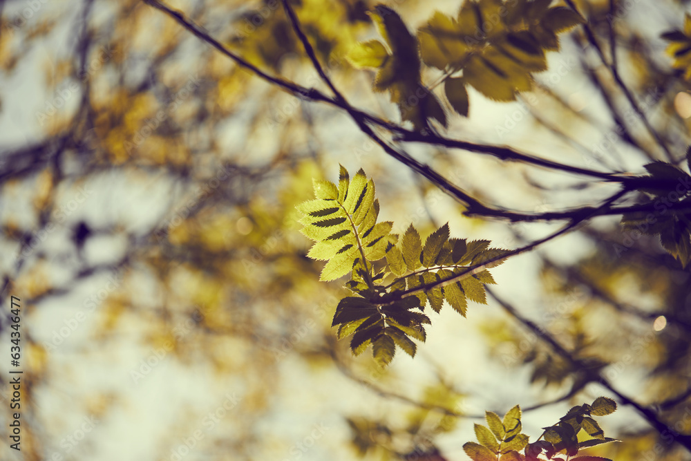 autumn in the urban garden