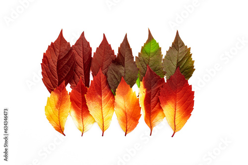 Autumn square pattern of fall leaves isolated on white background, autumnal palette red yellow green gradient colors, leaf of Virginia Creeper. Top view autumn idea of fallen natural leaves