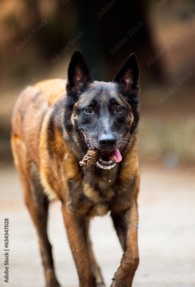 Obedient malinois dog in the park Obedient malinois dog in the park