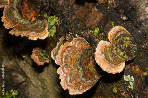 False Turkey Tail Fungi - Stereum ostrea photo