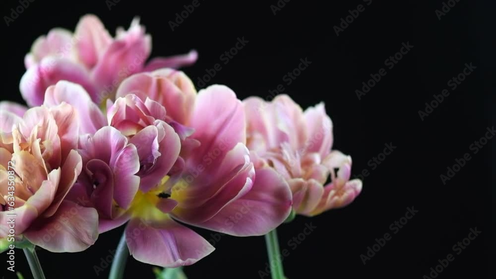 Tulip bouquet, tulips spring flowers close up, blooming pink tulip Easter background, bunch. Beautiful Spring flower rotating. Watercolor Belle Epoque tulips. Isolated on black background. Tulip bouquet, tulips spring flowers close up, blooming pink tulip Easter background, bunch. Beautiful Spring flower rotating. Watercolor Belle Epoque tulips. Isolated on black background.