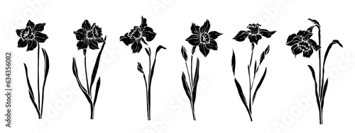 Set of silhouettes of narcissus flowers and buds. Vector graphics.