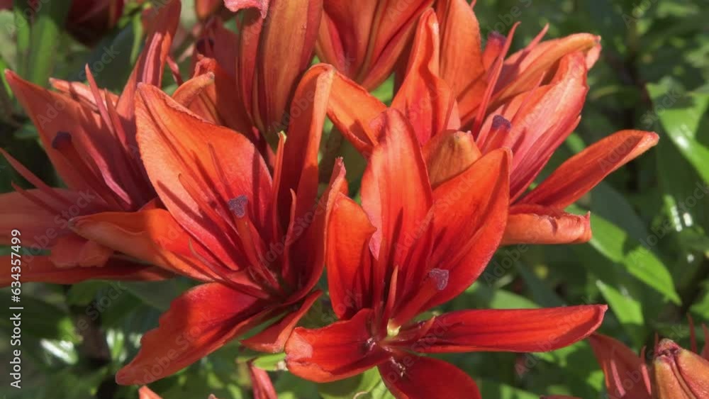 beautiful bright red-orange lily flowers blooming in garden. close up footage beautiful bright red-orange lily flowers blooming in garden. close up footage