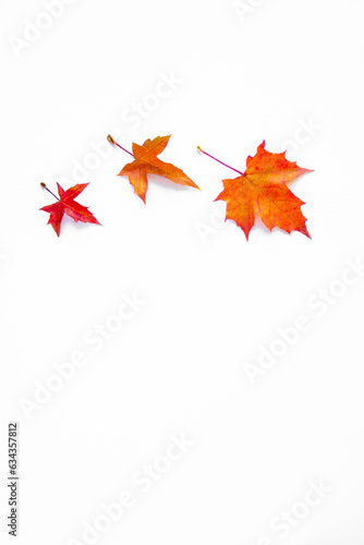 Vertical background of yellow maple leaves with space for text on a white background. Autumn Leaf Background © Юлія Костюченко