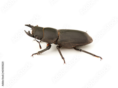 Black beetle on a white background. Lesser Stag Beetle. Dorcus parallelipipedus