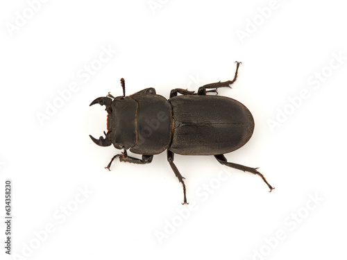 Black beetle on a white background. Lesser Stag Beetle. Dorcus parallelipipedus photo