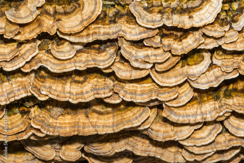 Fotografija Turkey Tail Fungi - Trametes versicolor