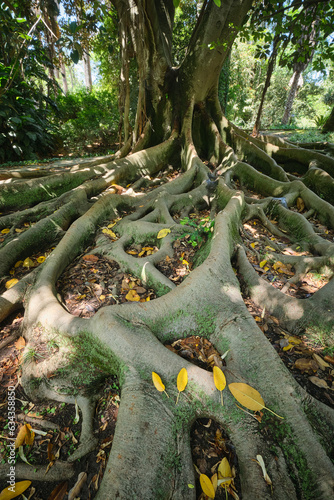 Exotic tree Ficus macrophylla Australian banyan fig tree trunk and buttress roots close up. Tropical botanical garden, Lisbon, Portugal