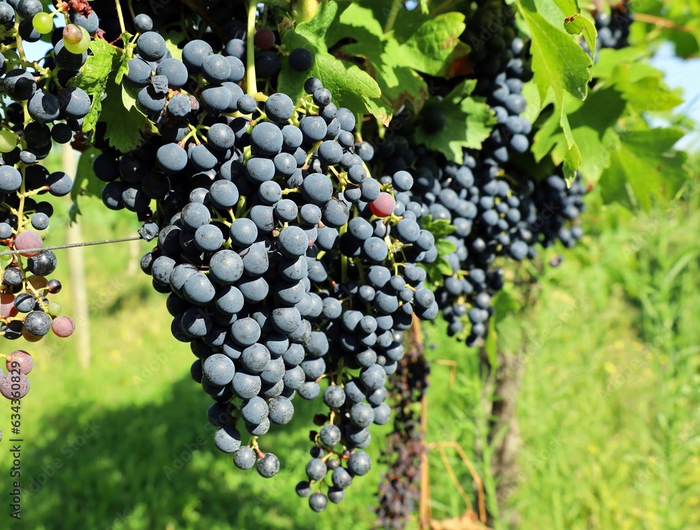 Bunches of Pignolo grapes hanging on vine. It is an ancient grape variety grown in the region of Friuli, Italy.	