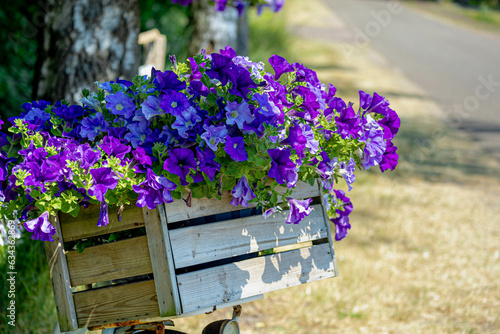 Fototapeta Naklejka Na Ścianę i Meble -  Selective focus of purple blue flowers in wooden basket of bicycle in front of garden as decoration, Beautiful colorful colour of ornamental Petunia flowering plants, Nature floral pattern background.
