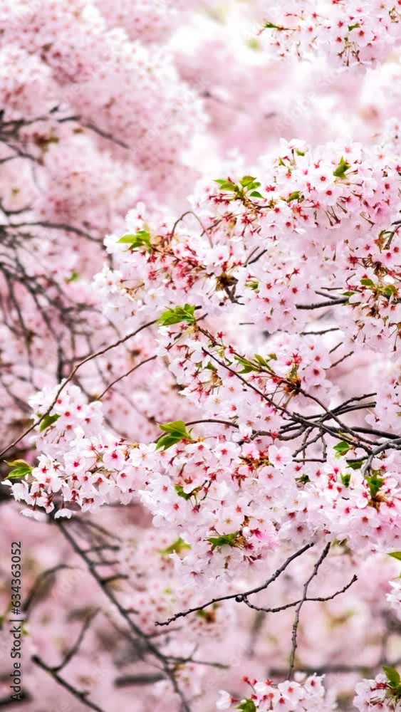 Blooming sakura cherry blossom background in spring, South Korea Blooming sakura cherry blossom background in spring, South Korea