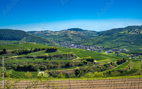 View of Oberberg and the wine terraces from the Oberberg wine cooperative. Riesling grapes in the famous Bassgeige vineyard. Kaiserstuhl, Baden Wuerttemberg, Germany, Europe.