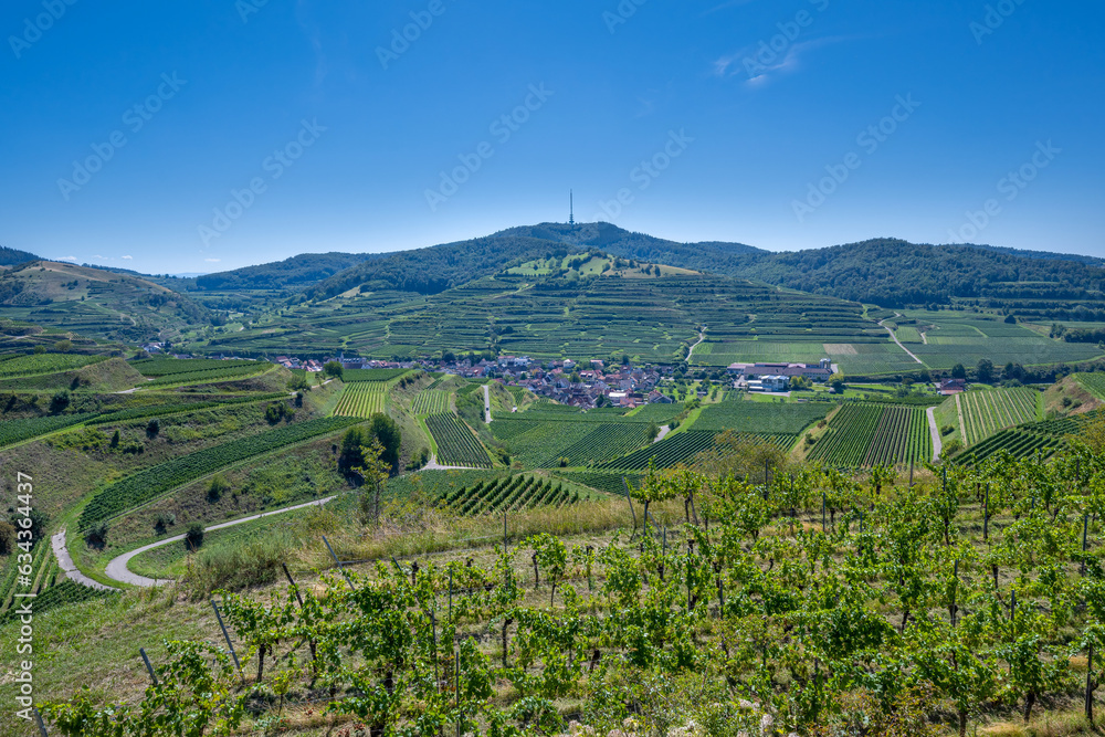 View of Oberberg and  the wine terraces from the Oberberg wine cooperative. Riesling grapes in the famous Bassgeige vineyard. Kaiserstuhl, Baden Wuerttemberg, Germany, Europe.