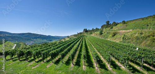 Riesling grapes in the famous Bassgeige vineyard of the Oberberge wine cooperative, Kaiserstuhl. Baden Wuerttemberg, Germany, Europe