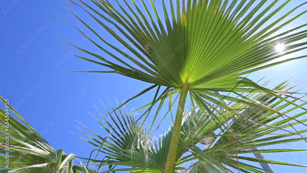The sun's rays make their way through the leaves of the palm tree. Lens flare effect. Slow motion. High quality FullHD footage The sun's rays make their way through the leaves of the palm tree. Lens flare effect. Slow motion. High quality FullHD footage