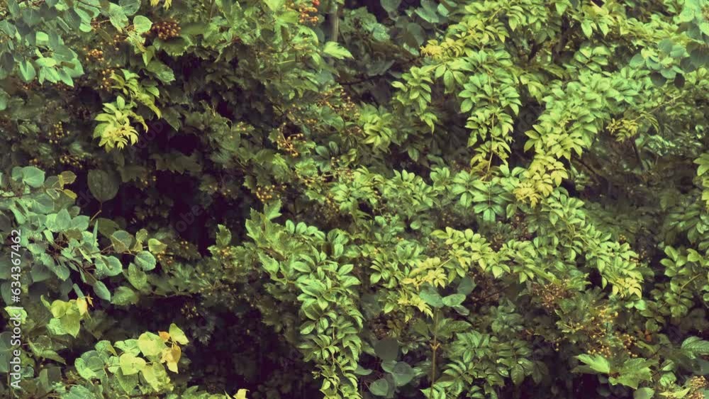 Spring foliage nature background. Raining and rounder Spring foliage nature background. Raining and rounder