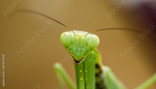 Praying mantis posing for a photo photo