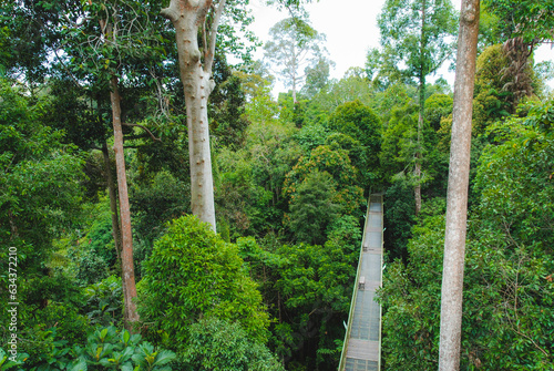 Plants and trees in Rainforest Discovery Center in Sepilok, Borneo, Malaysia