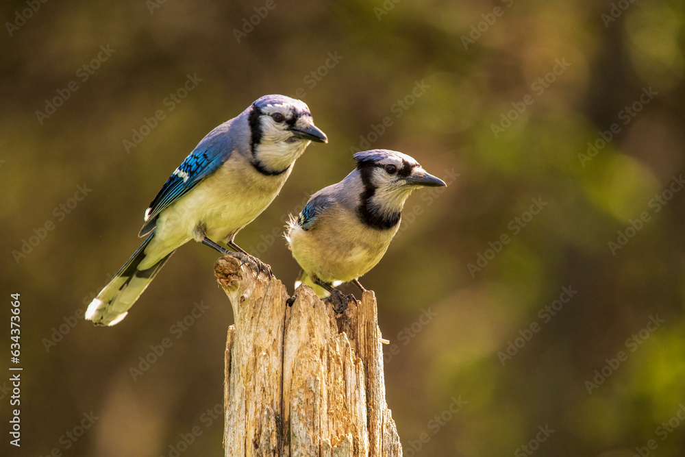 Obraz premium blue jay mates on a perch