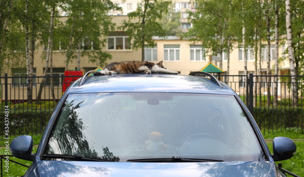 Obraz premium A cat sleeps on the roof of a car