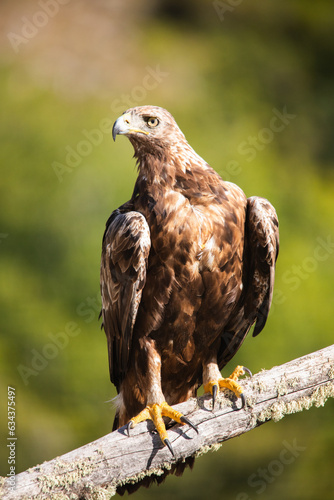 Spanish golden eagle (Aquila chrysaetos homeyeri), the most powerful raptor in Spain. photo