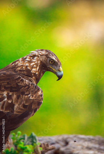 Spanish golden eagle  Aquila chrysaetos homeyeri   the most powerful raptor in Spain.
