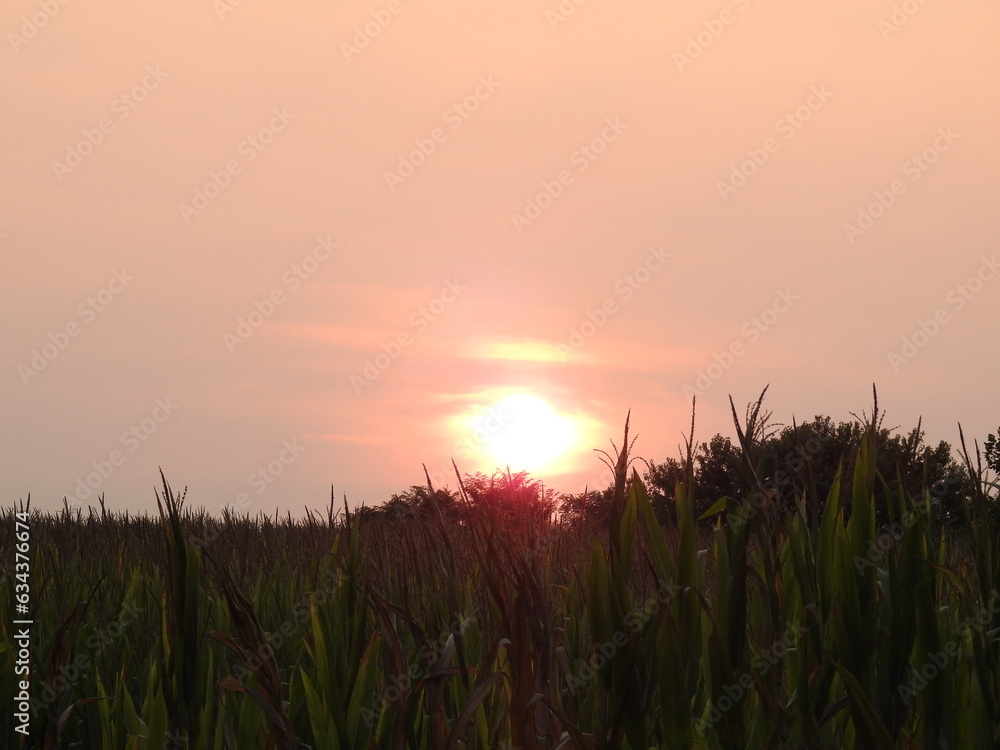 A fiery sunset over a cornfield in Elkton, Cecil County, Maryland.