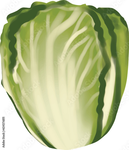 Green Napa cabbage