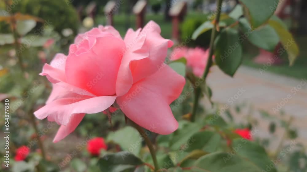 Pink flowers in park in summer. Pink flowers in park in summer.