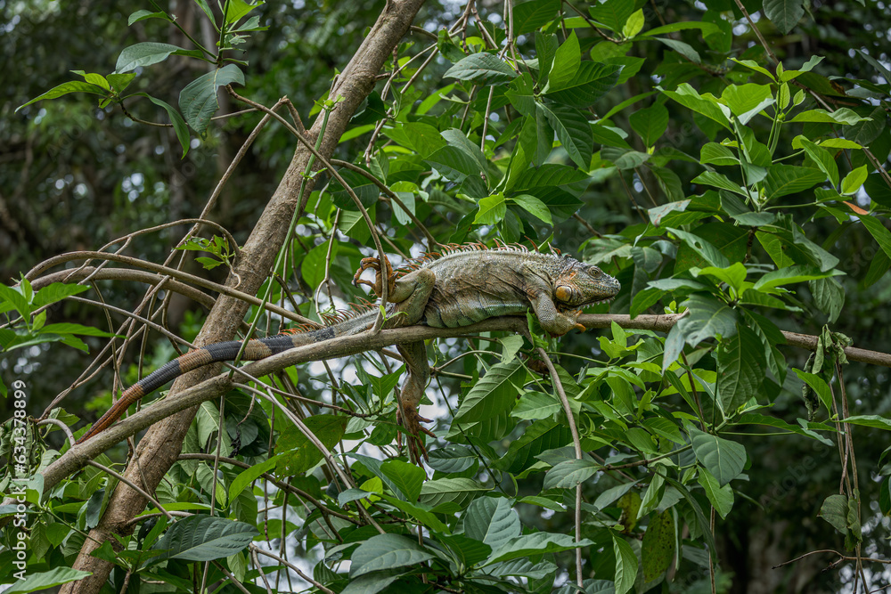 Green iguana, Iguana iguana, portrait of orange big lizard in the dark green forest, animal in the nature tropical forest habitat, Corcovado National Park, Costa Rica. Green iguana, Iguana iguana, portrait of orange big lizard in the dark green forest, animal in the nature tropical forest habitat, Corcovado National Park, Costa Rica.