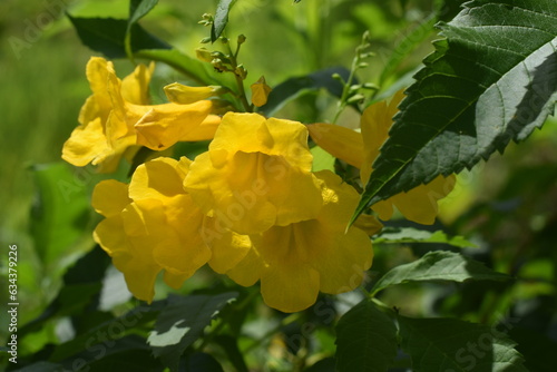 Canvas Print yellow flower
