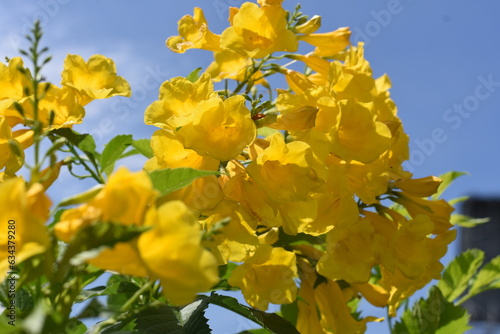 Foto yellow flower