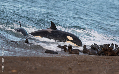 Fototapeta Orca. Moments before the attack.