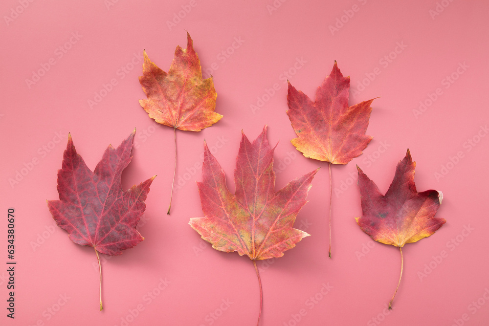 Red Autumn Fall Maple Leafs on red background Red Autumn Fall Maple Leafs on red background