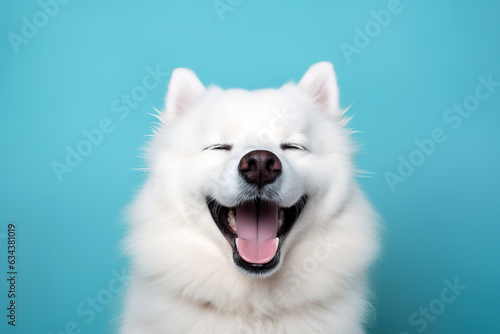 A white dog sitting and smiling on a blue background
