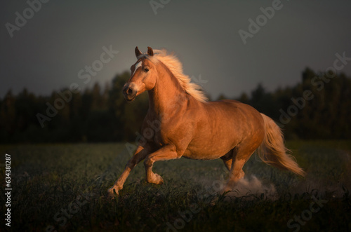 Haflinger horse with white mane is running on the sunset
