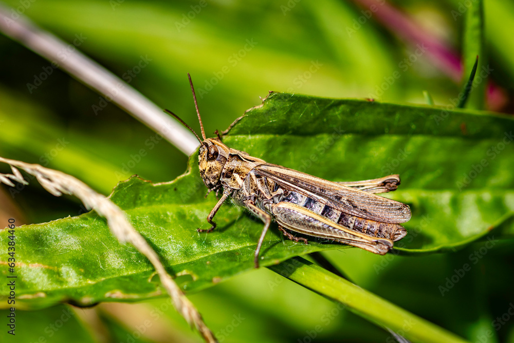 grasshopper on a leaf grasshopper on a leaf