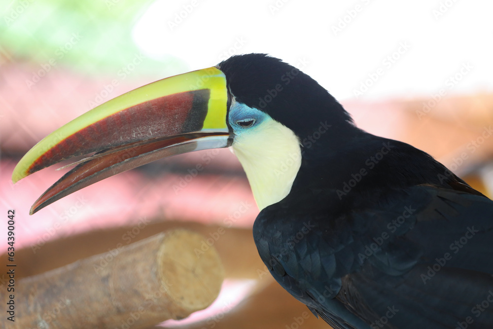 Obraz premium The toco toucan bird on the wood