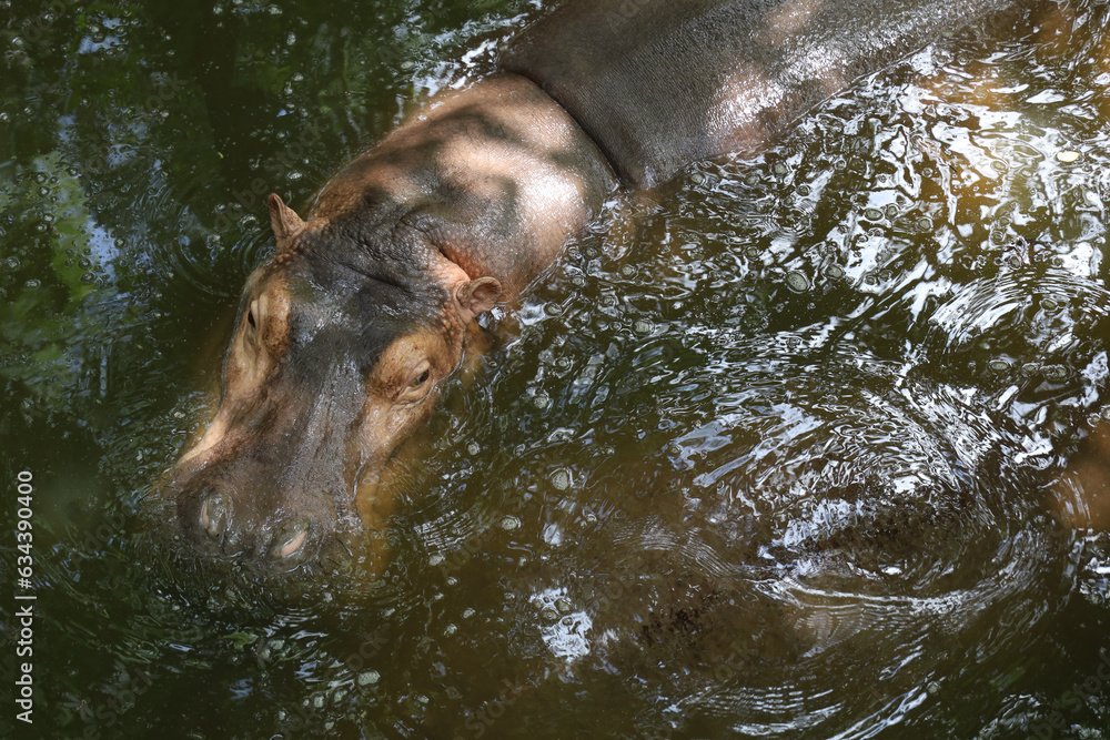 Fototapeta premium The Big hippopotamus is float in river