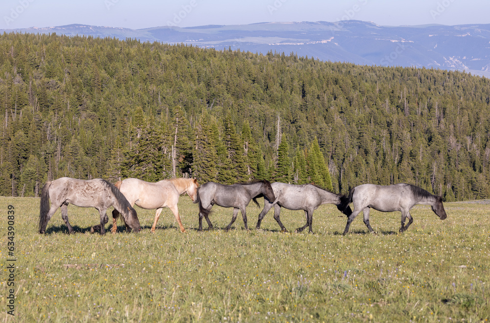 Fototapeta premium Wild Horses in the Pryor Mountains Montana in Summer