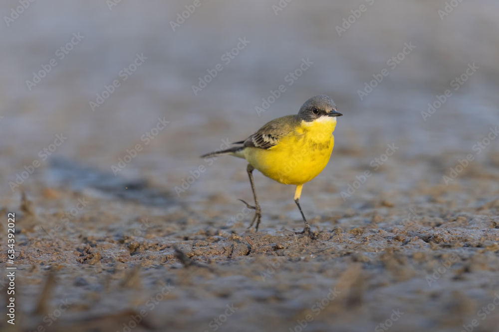 Western yellow wagtail, Motacilla flava in Italian rivers. Western yellow wagtail, Motacilla flava in Italian rivers.