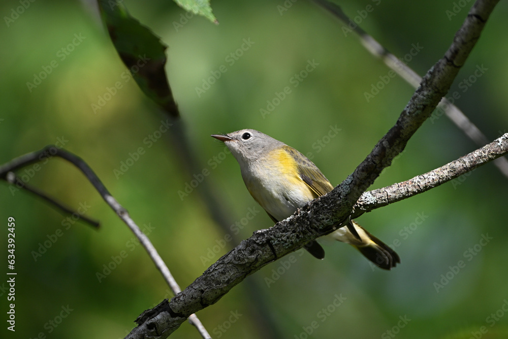 Close up of a colorful female American Redstart Warbler bird sits perched on a branch in the forest Close up of a colorful female American Redstart Warbler bird sits perched on a branch in the forest