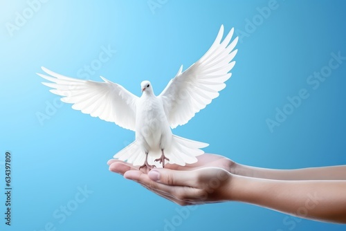 Hands holding white dove bird on blue