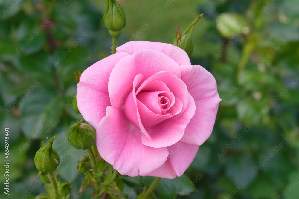 Single pink rose in garden