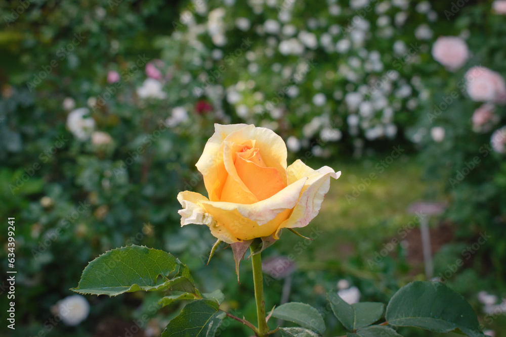 Single yellow rose in the rose garden