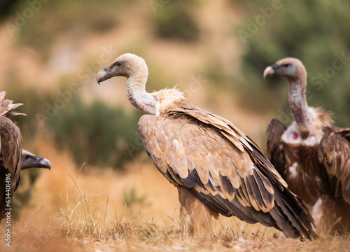  Vultures  scavenging birds in northern Spain