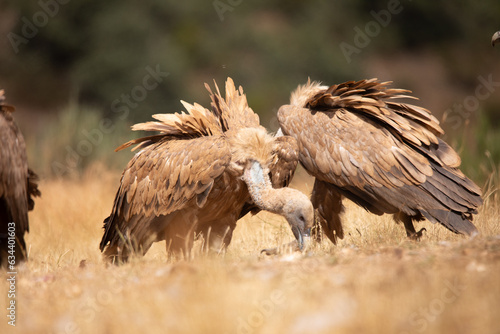  Vultures  scavenging birds in northern Spain