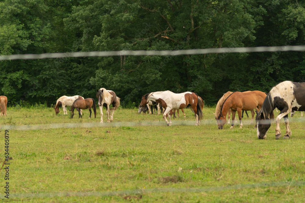 domesticated horses in on outdoor meadow for grazing corralled by barbed wire fence around the perimeter road